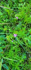 Plantae