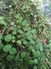 Peperomia rotundifolia