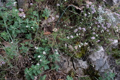 Asperula supina