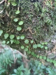 Peperomia rotundifolia