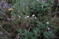 Asperula supina