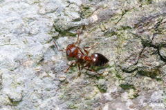 Crematogaster