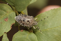 Rhaphigaster nebulosa