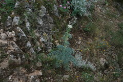 Seseli gummiferum