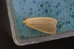 Eilema