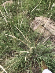 Muhlenbergia