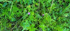 Plantae