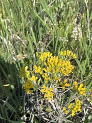Chrysothamnus viscidiflorus