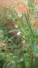 Epilobium adenocaulon