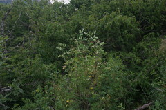Hippocrepis emerus