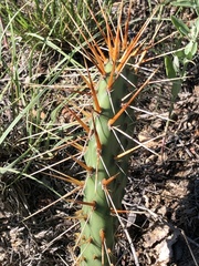 Opuntia polyacantha