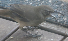 Toxostoma redivivum
