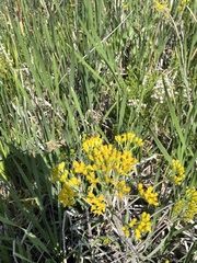 Chrysothamnus viscidiflorus
