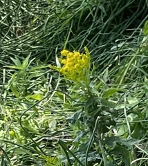 Solidago lepida