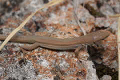 Lacertidae