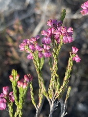 Erica corifolia