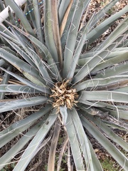 Yucca baccata