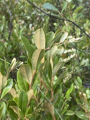 Chamaedaphne calyculata