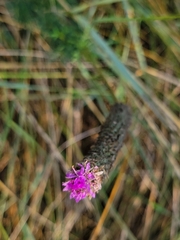 Dalea purpurea