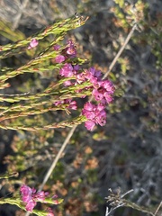 Erica corifolia