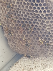 Polistes dominula