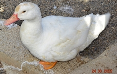 Anas platyrhynchos × Cairina moschata