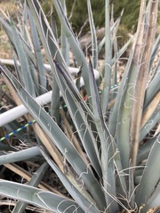 Yucca baccata