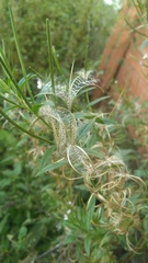 Epilobium adenocaulon
