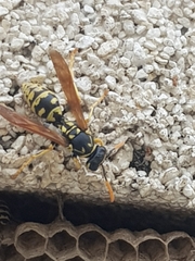 Polistes dominula