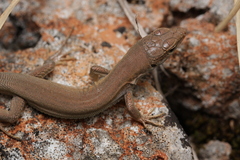 Lacertidae