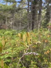 Chamaedaphne calyculata