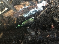 Megadromus antarcticus