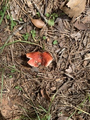 Russula rosacea