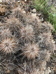 Echinocereus engelmannii engelmannii