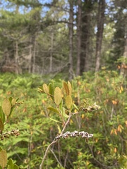 Chamaedaphne calyculata