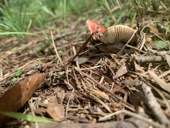 Russula rosacea