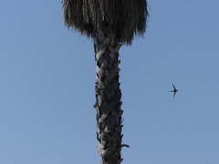 Cypsiurus parvus