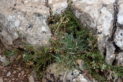 Erysimum cuspidatum