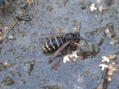Dolichovespula media