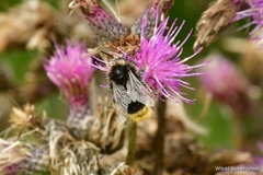 Bombus