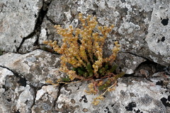 Sedum acre