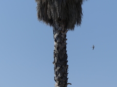 Cypsiurus parvus