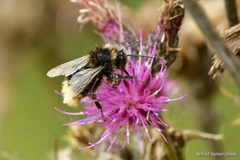 Bombus