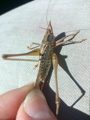 Decticus verrucivorus