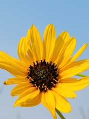 Helianthus pauciflorus