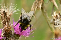 Bombus