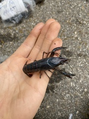 Procambarus clarkii