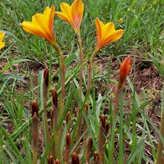 Zephyranthes tubispatha