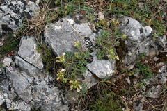 Teucrium montanum jailae