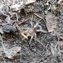 Theraphosinae